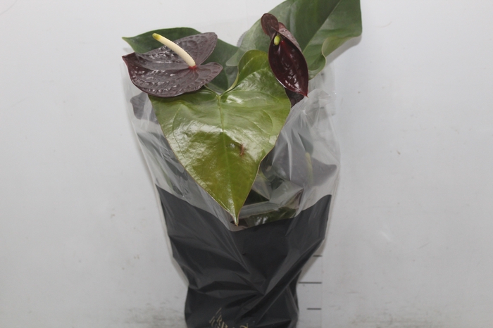 <h4>ANTHURIUM SEMPRE P17 PREMIUM</h4>