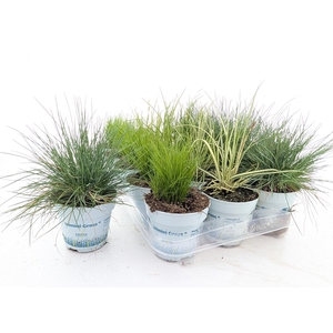 SIERG GEM 3 SRT FUST