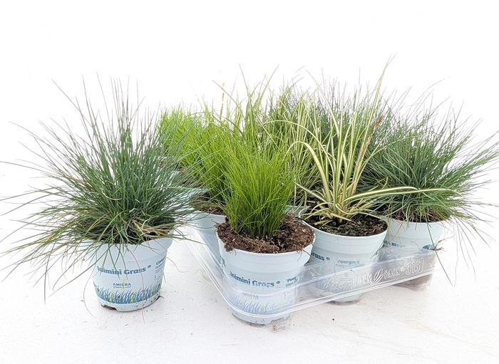 <h4>SIERG GEM 3 SRT FUST</h4>