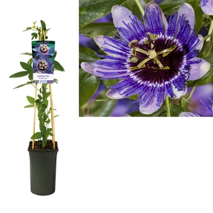 Passiflora 'Purple Haze' +light label