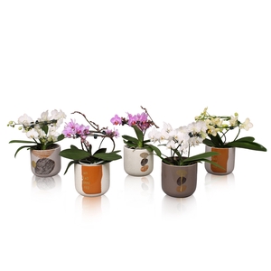 Phal. Multi vorm mix 