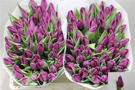 <h4>Tu En Purp Surprise</h4>