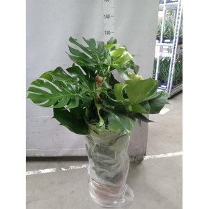 Monstera delic.
