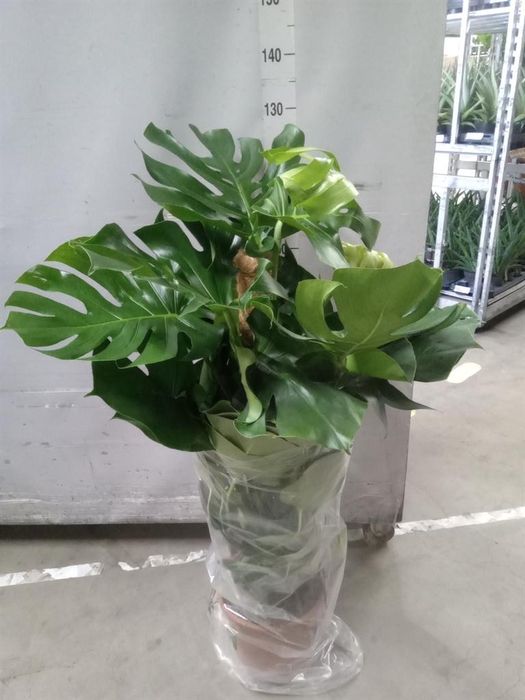 <h4>Monstera delic.</h4>