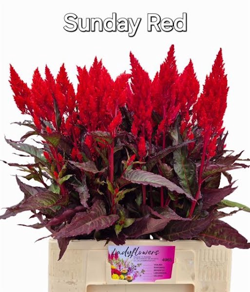 <h4>Celosia Sunday Red</h4>