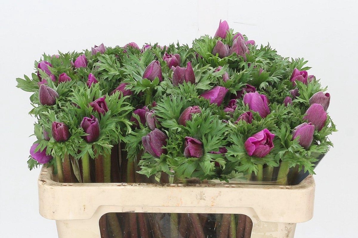 <h4>Anemone Mistral Plus Cerise</h4>