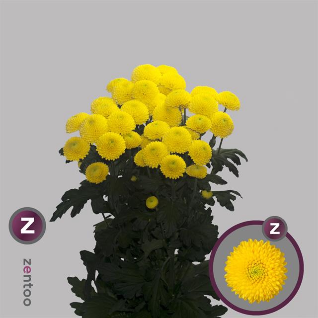 CHR T LIMONCELLO