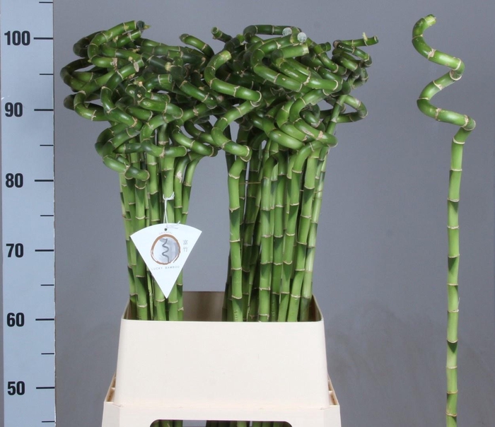 <h4>DRAC LUCKY BAMBOO</h4>