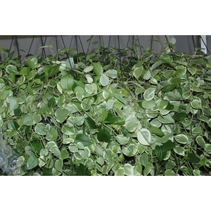 PEPEROMIA SCANDENS C21
