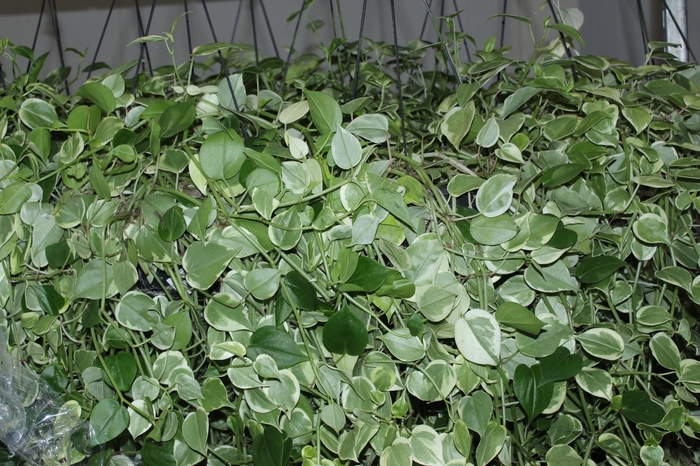 <h4>PEPEROMIA SCANDENS C21</h4>