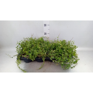 Ficus pumila 'White Sunny'