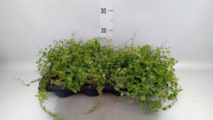 <h4>Ficus pumila 'White Sunny'</h4>