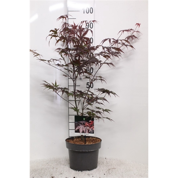 <h4>Acer palmatum 'Bloodgood' P23 potgekweekt</h4>