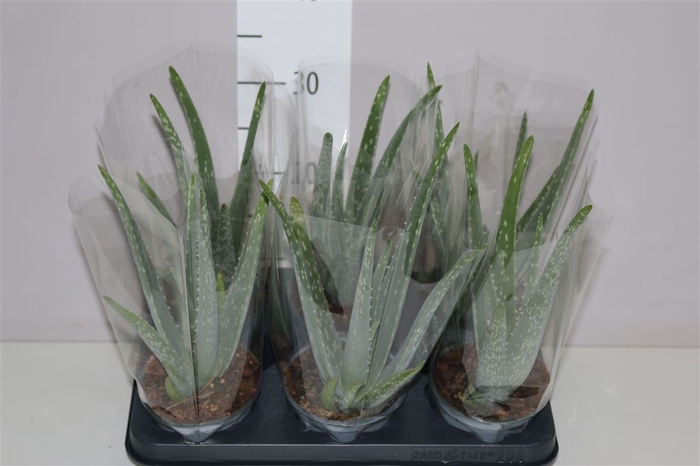 <h4>Aloe Vera</h4>