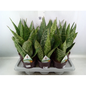 Sansevieria   ...