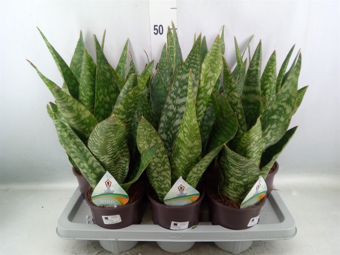 <h4>Sansevieria   ...</h4>