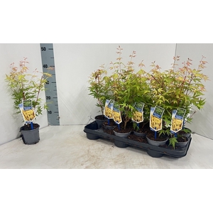 ACER PA SANGOKAKU