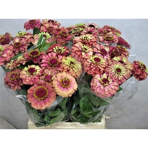 Zinnia Q Red Lime