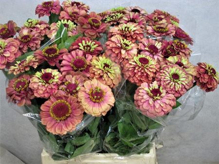 Zinnia Q Red Lime