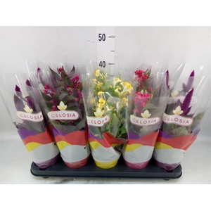 Celosia arg.   ...mix