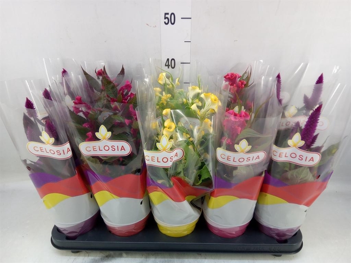 <h4>Celosia arg.   ...mix</h4>