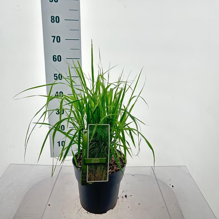 Molinia arundinacea