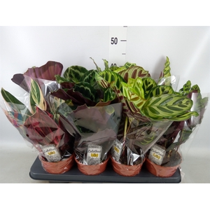 Calathea   ...mix 4