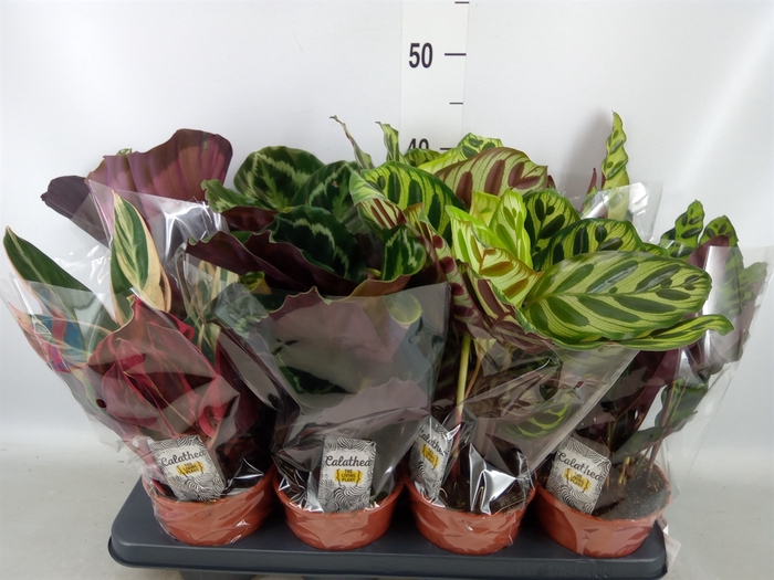 <h4>Calathea   ...mix 4</h4>