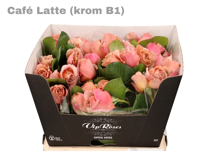 <h4>R Gr Cafe Latte Krom B1</h4>