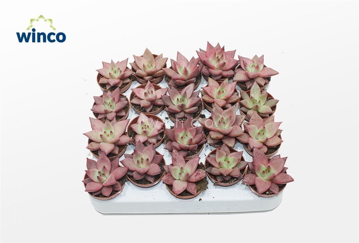 <h4>Echeveria Romeo</h4>