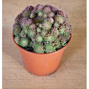 SEMPERVIVUM-HYBRID