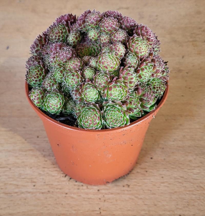 <h4>SEMPERVIVUM-HYBRID</h4>