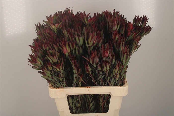 <h4>LEUCAD SAL BLUSH</h4>