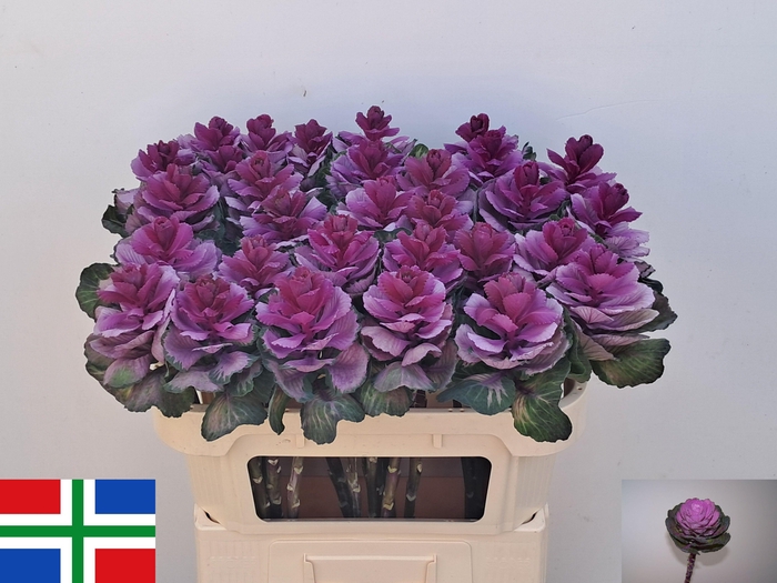 <h4>BRASS RED CRANE</h4>