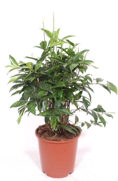 <h4>Dracaena Surculosa</h4>