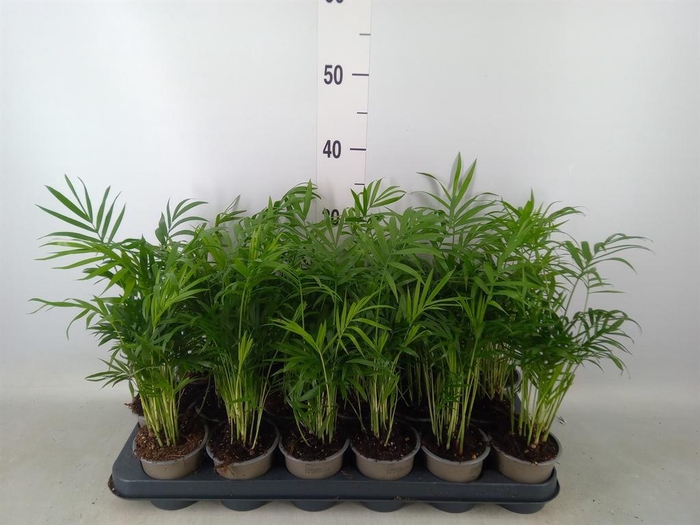<h4>Chamaedorea elegans</h4>