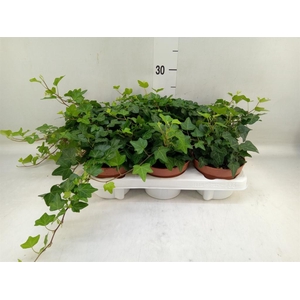 Hedera helix 'Wonder'