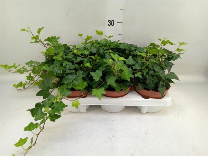 <h4>Hedera helix 'Wonder'</h4>