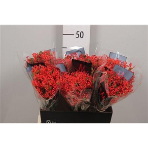 Jatropha P Firecrack
