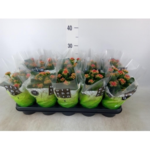 Kalanchoe blos. 'Calandiva Rubio'