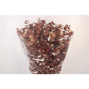 Euca Cinerea Met. Red Per Bunch