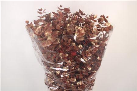<h4>Euca Cinerea Met. Red Per Bunch</h4>