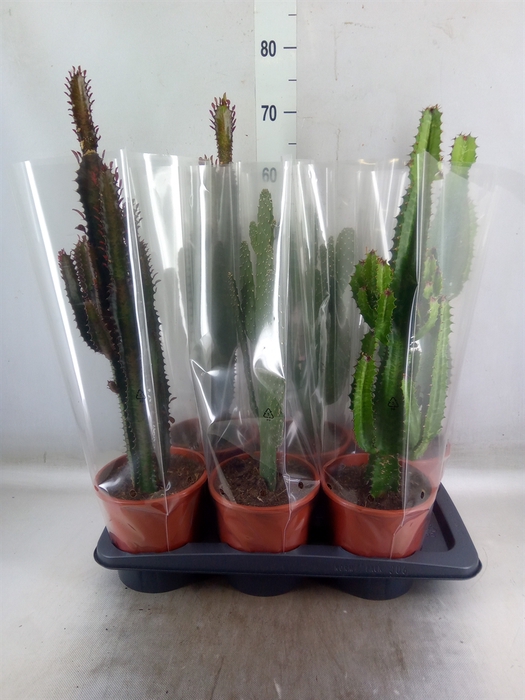 <h4>Cactus   ...mix  3</h4>
