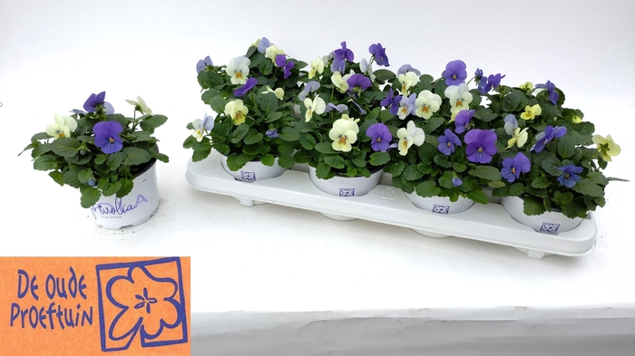 <h4>VIO TRICOLOR</h4>