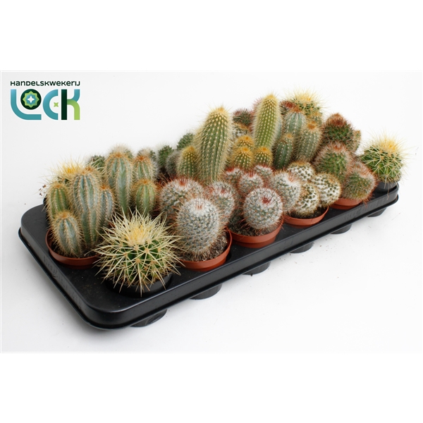cactus mix 8.5 cm