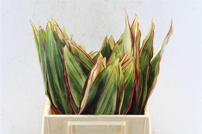 <h4>Cordyline Tricolor</h4>