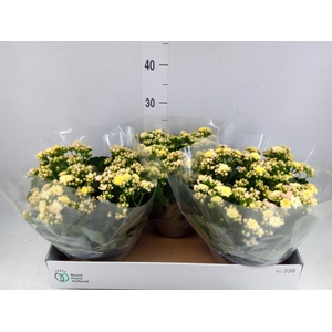 Kalanchoe blos. 'Deco Tweed'