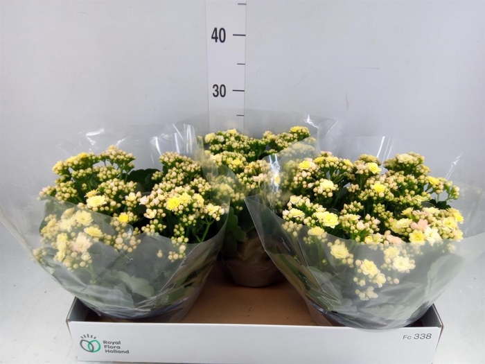 <h4>Kalanchoe blos. 'Deco Tweed'</h4>