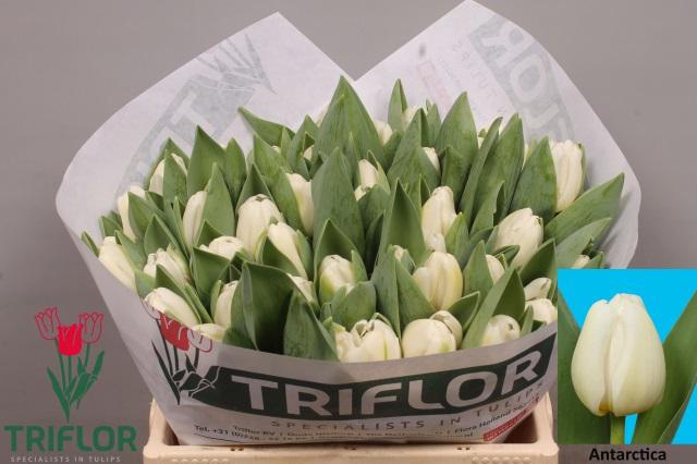 <h4>TU EN ANTARCTICA</h4>