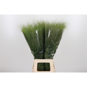 Panicum Fountain